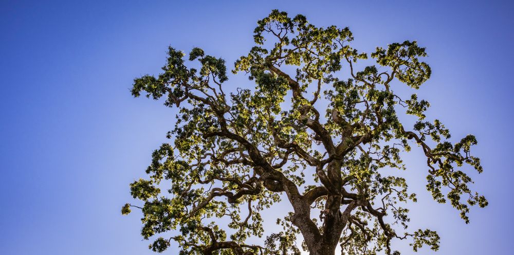 Tree Risk Assessment Audits