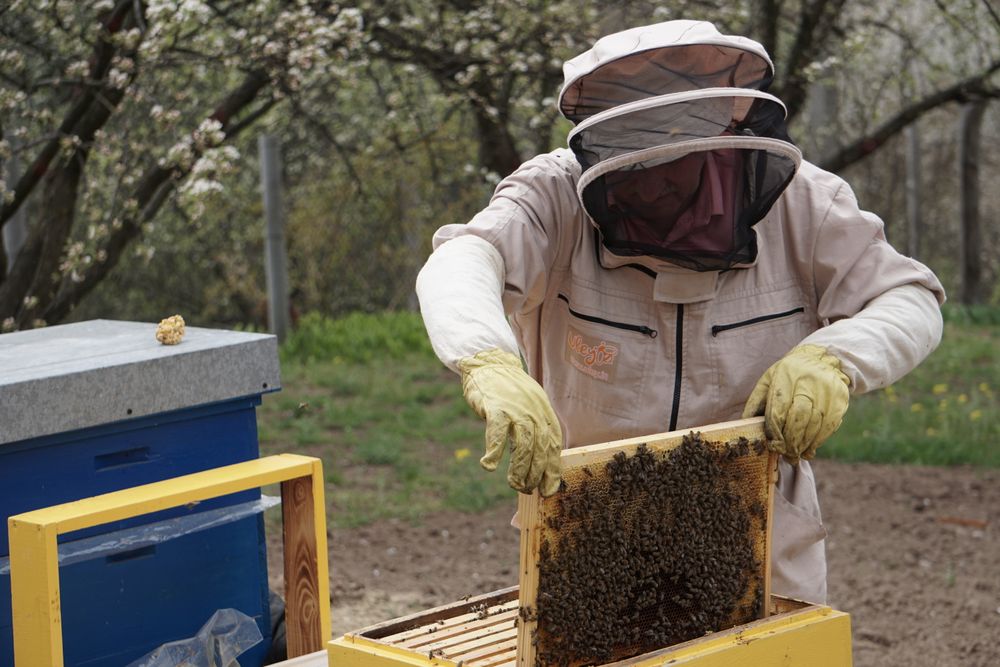 Humane Wild Bee Swarm Relocation