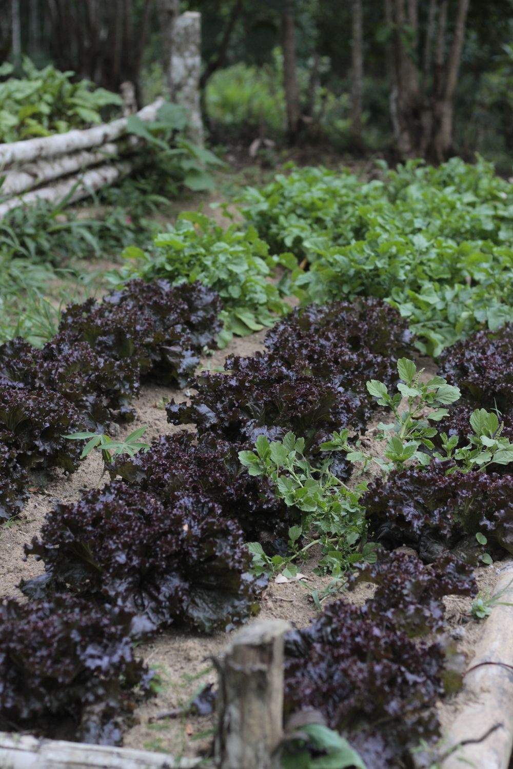Whole-Farm Permaculture Master Planning